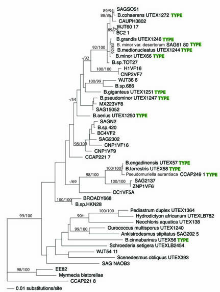 A rough attempt for Bracteacoccus phylogeny based on rbcL (ML best tree with ML/MP bootstrap values). Type cultures marked.