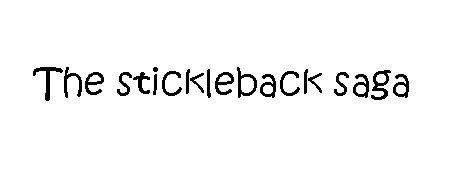 Stickleback saga4.gif