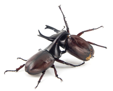 File:Beetle fight.jpg