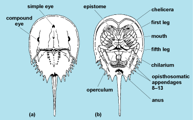 File:Horse-shoe-crab-diagram.gif