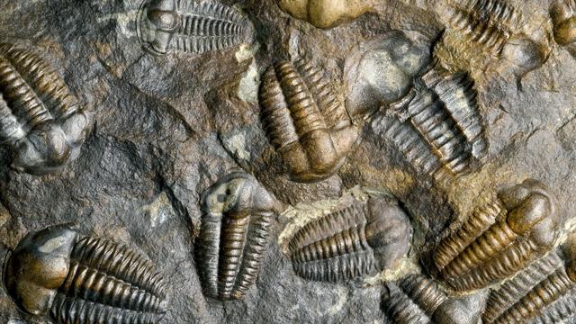 File:Trilobite fossil.jpg