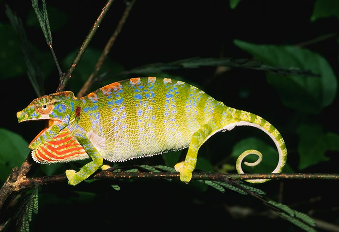 Labords chameleon L.jpg