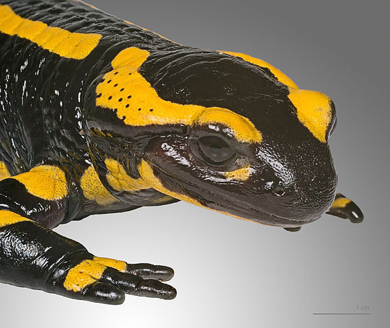 Salamandara salamandra MHNT 3.jpg