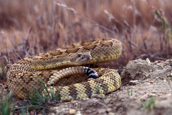 Northern pacific rattlesnake.jpg