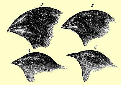 "Darwin's finches" from the Galapagos Islands