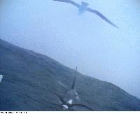Albatrosscam.jpg
