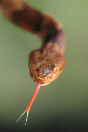 Copperhead Tongue-Flick web.jpg