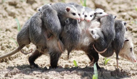 OpossumWithBabies.jpg