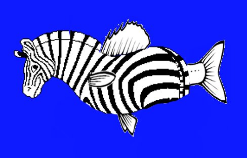 Zebrafish.jpg
