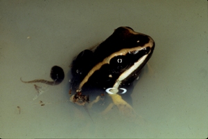 Epipedobates femoralis male and tadpoles.jpg