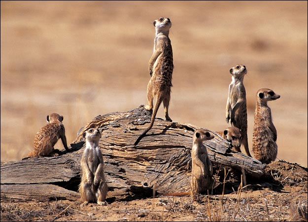 Meerkat-picture.jpg