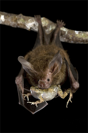 Bat eating frog.jpg