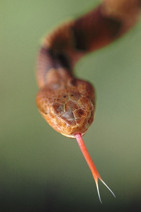 Copperhead Tongue-Flick webRT.jpg