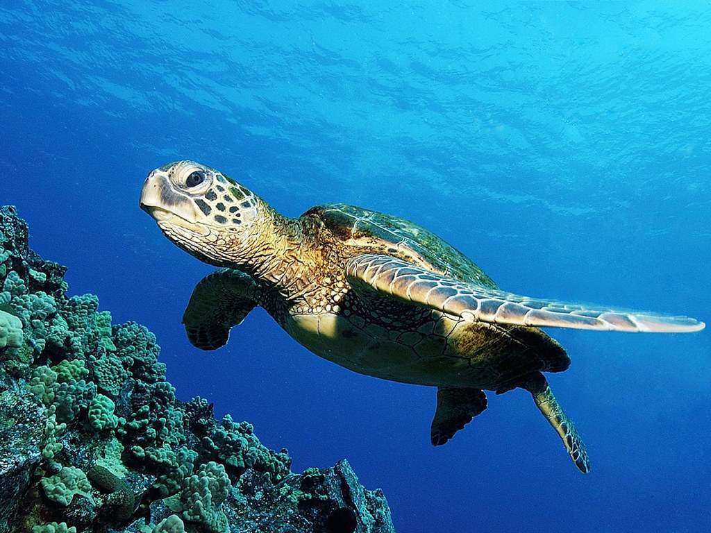 Green sea turtle.jpg