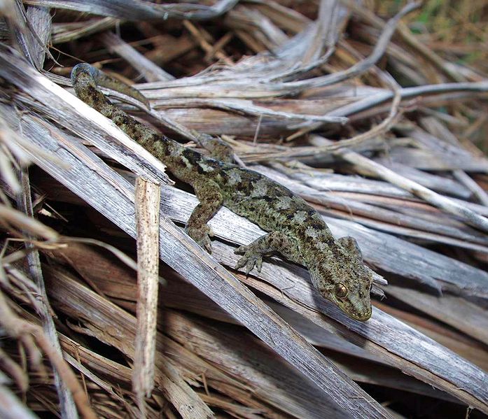 File:Common-gecko.jpg