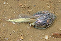 Spade Foot toad Picture.jpg