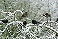 Cowbirds snow.jpg