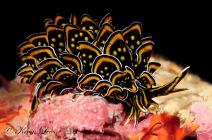 Nudibranch.jpg
