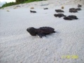 Lavasseur sea turtles 1.jpg