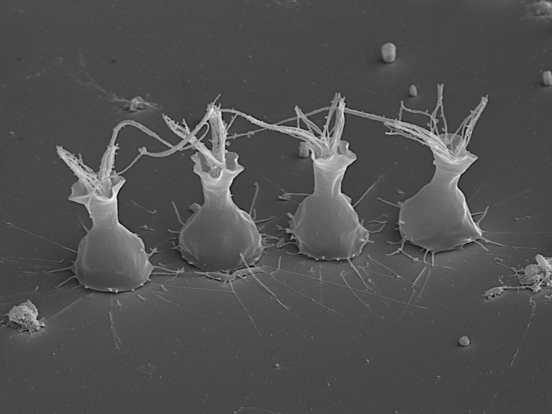 File:Choanoflagellate sem2.jpg