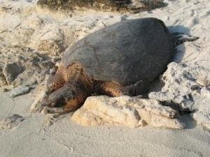 Levasseur sea turtles 2.JPG
