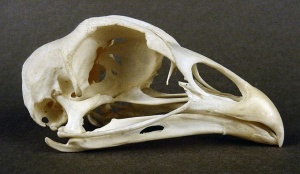 Chicken skull.jpg