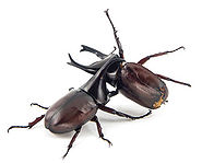 Beetle fight.jpg