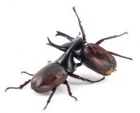 Beetle fight.jpg