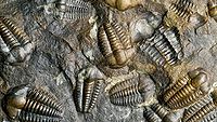 Trilobite fossil.jpg