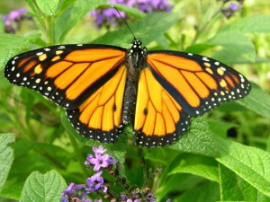 Monarch butterfly.jpg