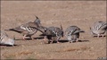 Crestedpigeons.jpg