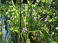 Bigelow orchids.jpg