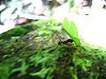 Leaf-cutter Ant.jpg