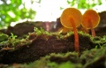 Boukili cool mushrooms (1).jpg