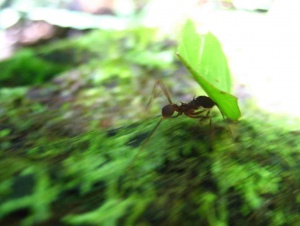 Leafcutter ant.jpg