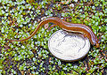 Salamander-picture-3.jpg