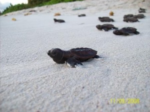 Levasseur sea turtles 1.jpg
