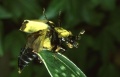 Beetle-flight2.jpg