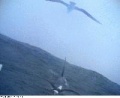 Albatrosscam.jpg