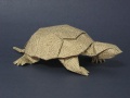 Turtle05.jpg