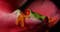 Red-eyed treefrog.jpg