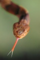 Copperhead Tongue-Flick sm.jpg