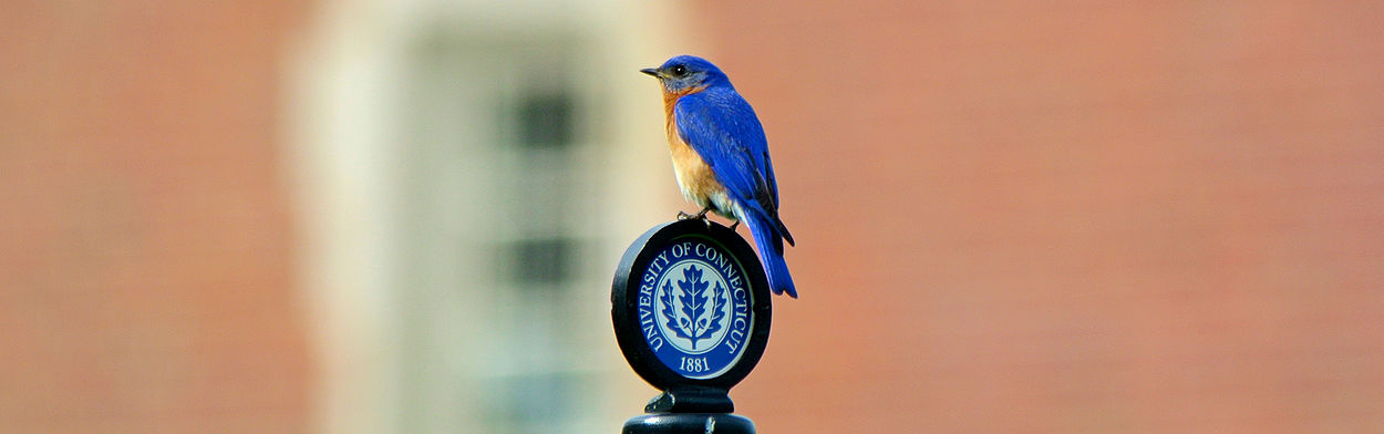 Bluebird UConn.jpg