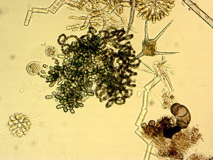 Plankton webster.jpg
