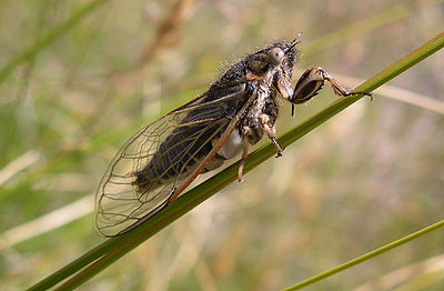 Cicada pic EJW.jpg