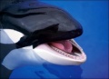 Orca-picture-1-.jpg