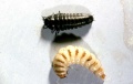 Silpha and Nicrophoirus larvae.jpg