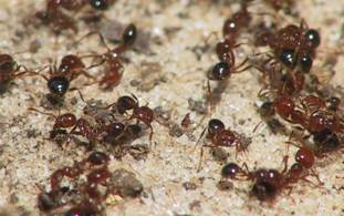 Fire ant fight