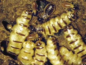 Termite queens and king
