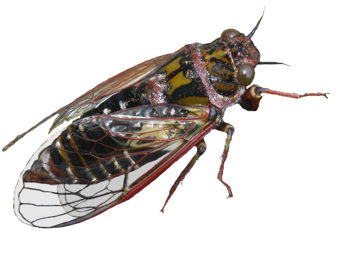 periodical cicada image